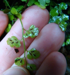 Asplenium hookerianum