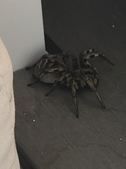 Lycosa tarantula
