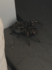 Lycosa tarantula