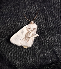 Lepidoptera