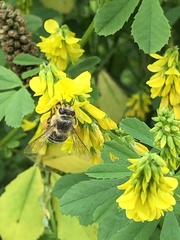 Apis mellifera