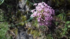 Centranthus lecoqii