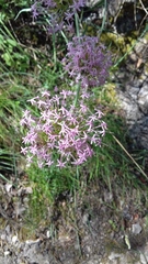 Centranthus lecoqii