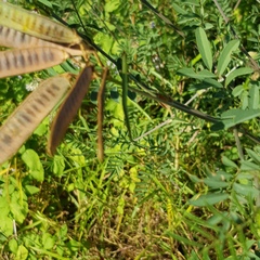 Tephrosia grandiflora