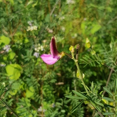 Tephrosia grandiflora