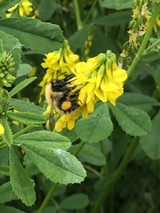Bombus pascuorum