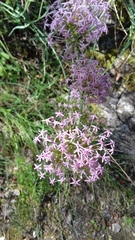 Centranthus lecoqii