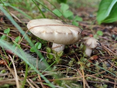 Suillus placidus