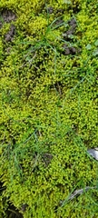 Bryophyta