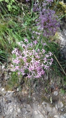 Centranthus lecoqii
