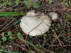 Suillus placidus