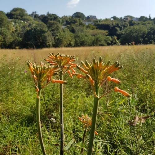 Aloe maculata