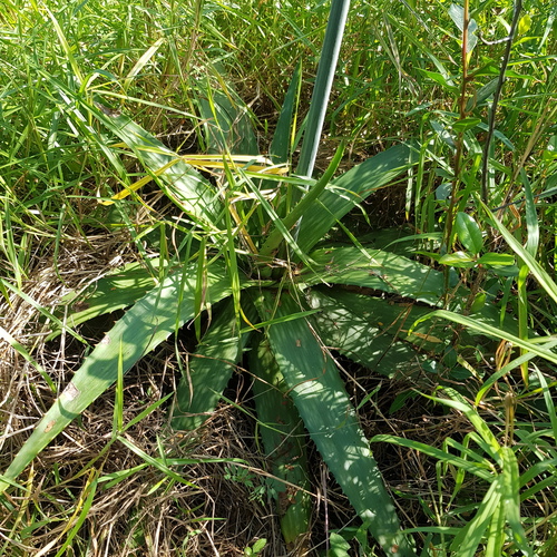 Aloe maculata