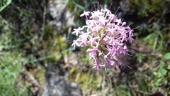 Centranthus lecoqii