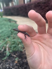 Plestiodon fasciatus