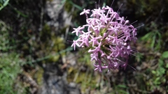 Centranthus lecoqii