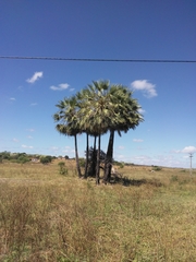 Copernicia prunifera