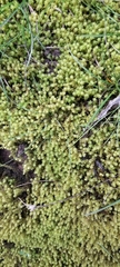 Bryophyta