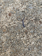 Plestiodon fasciatus