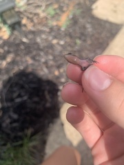 Plestiodon fasciatus