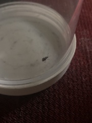 Calomycterus setarius