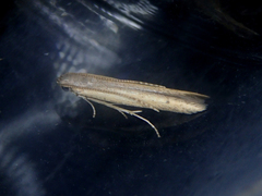 Batrachedra pinicolella