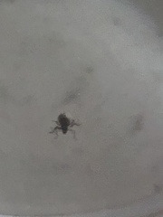 Calomycterus setarius