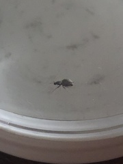 Calomycterus setarius