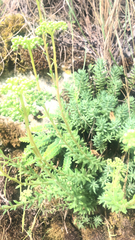Petrosedum sediforme