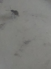 Calomycterus setarius