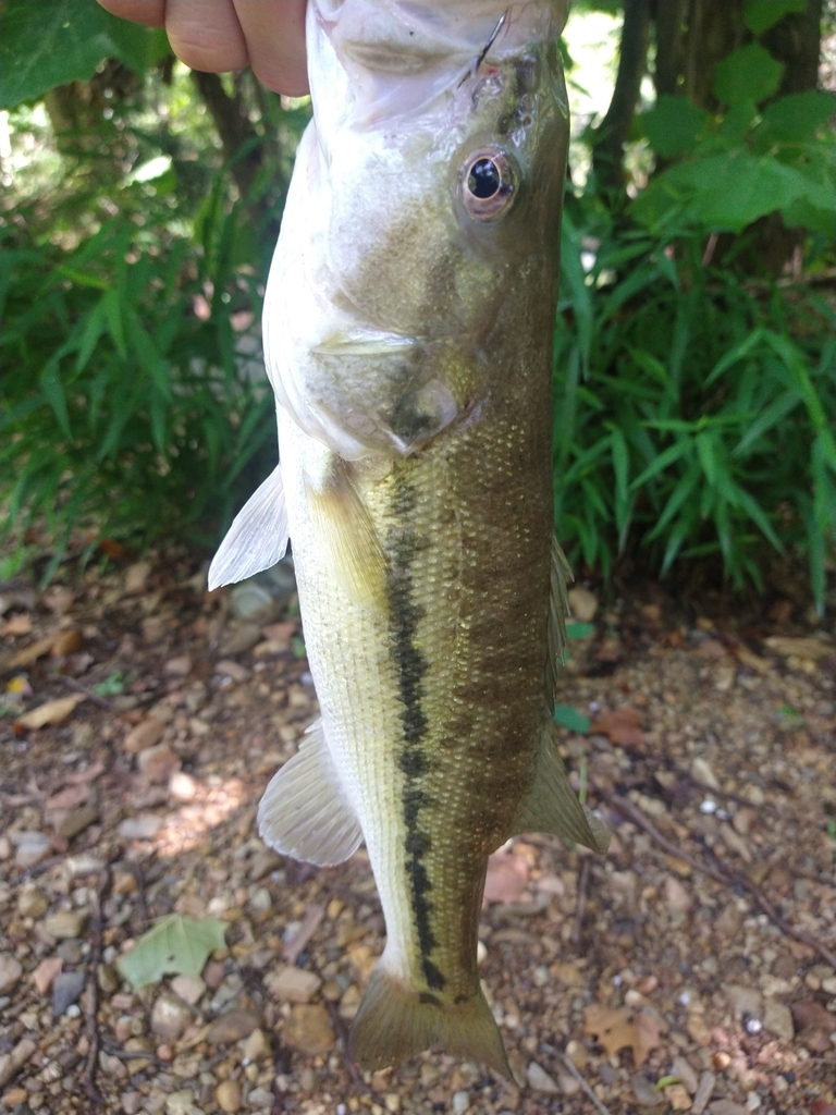 Alabama Bass