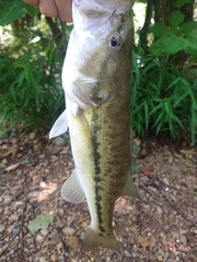 Micropterus henshalli