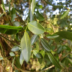Secamone gerrardii