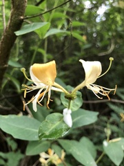 Lonicera periclymenum