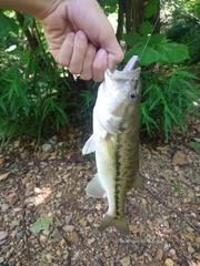 Micropterus henshalli