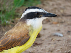 Pitangus sulphuratus