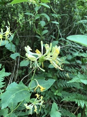 Lonicera periclymenum