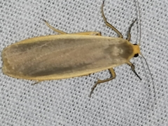 Eilema lurideola