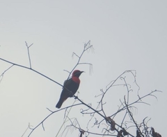 Malimbus ibadanensis