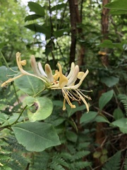 Lonicera periclymenum
