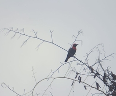 Malimbus ibadanensis