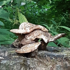 Cerioporus squamosus