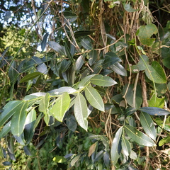 Secamone gerrardii