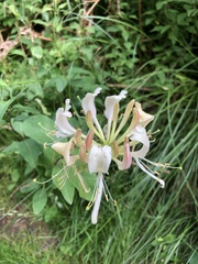 Lonicera periclymenum