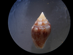 Columbella adansoni