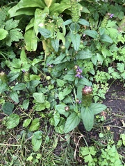 Prunella vulgaris
