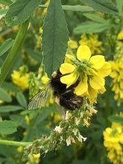 Bombus terrestris