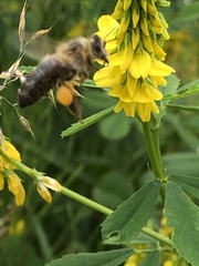 Apis mellifera