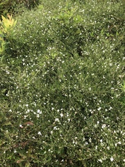 Stylisma pickeringii