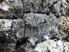 Fuscopannaria mediterranea